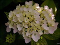 La primera hortensia