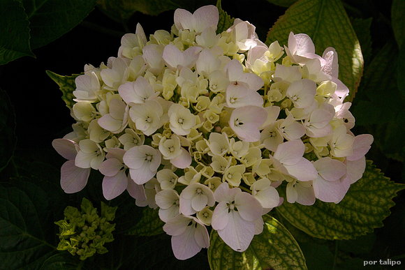 La primera hortensia
