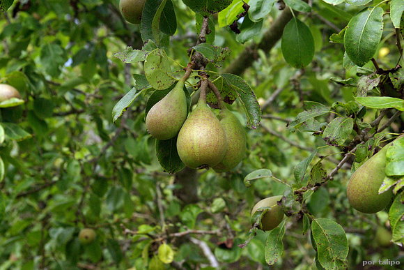 Perucos de San Juan