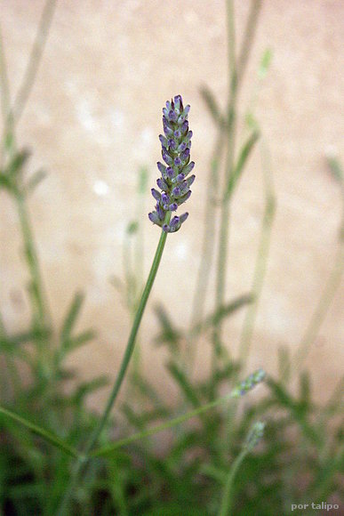 La lavanda