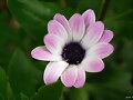 Una gazania