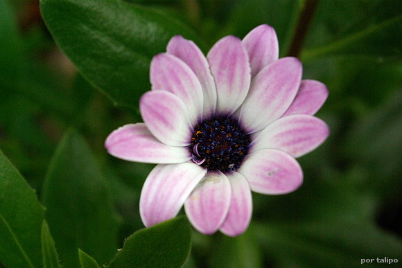 Una gazania