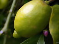 Pedazo de lim&oacute;n