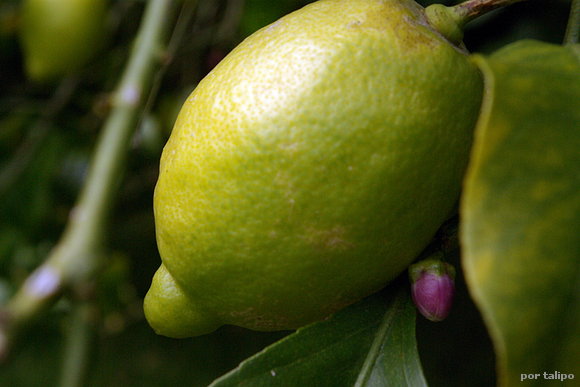 Pedazo de limón