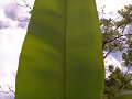 Hoja de pl&aacute;tano