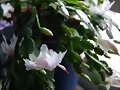 El cactus de Pascua