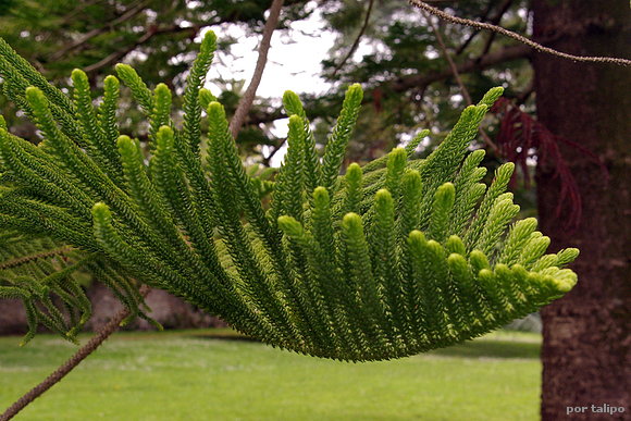 De la araucaria chilena