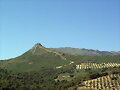 Paisaje de olivos