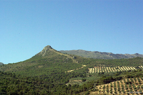 Paisaje de olivos