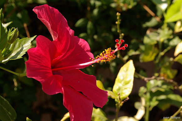 Hibiscus