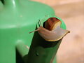 El caracol