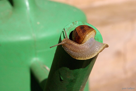 El caracol