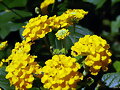 La lantana