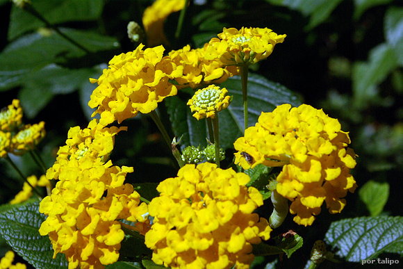 La lantana