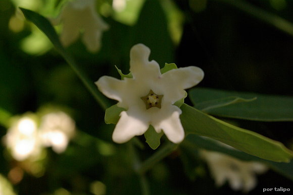 La flor del miraguano