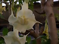 La datura
