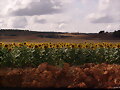Girasoles