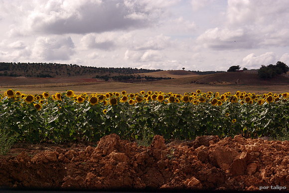 Girasoles