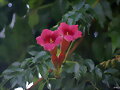 Las bignonias