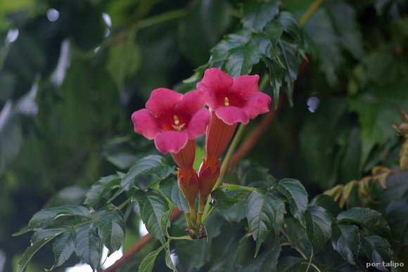 Las bignonias