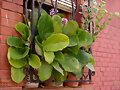 Ventana con hortensias de invierno