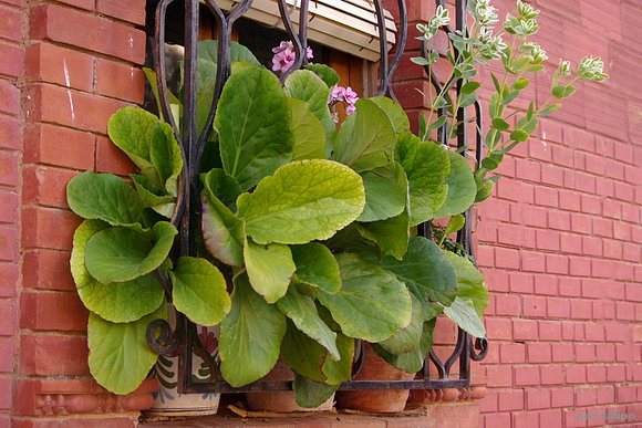 Ventana con hortensias de invierno