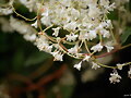 Pol&iacute;gono (Poligonum aubertii)