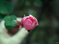 Capullito de rosa