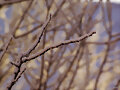 Tremenda helada en Covaresa, Valladolid 5