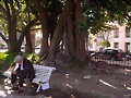 A la sombra de un ficus