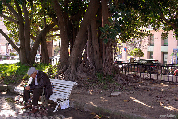A la sombra de un ficus