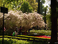 Jard&iacute;n Bot&aacute;nico de Madrid