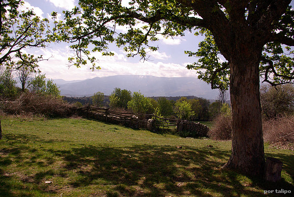Dehesa abulense II