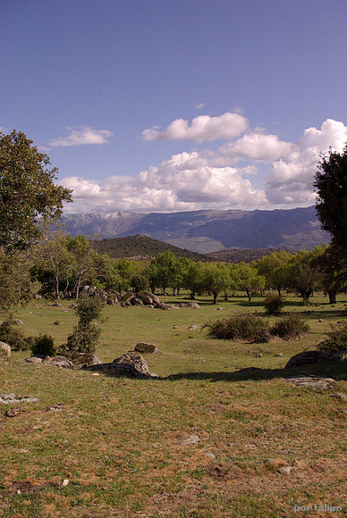 Dehesa abulense IV