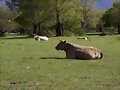 Vacas en una dehesa abulense
