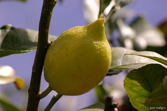 Limón