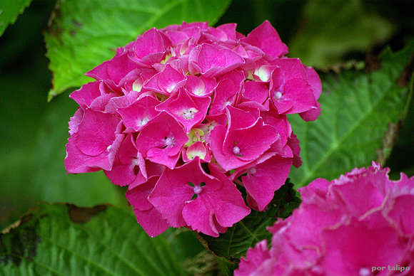 Flores de Hortensia (Hydrangea macrophylla)