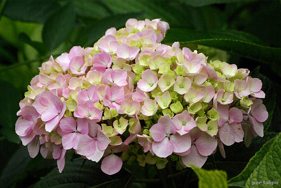 Otra hortensia