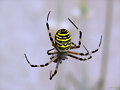 Ara&ntilde;a tigre