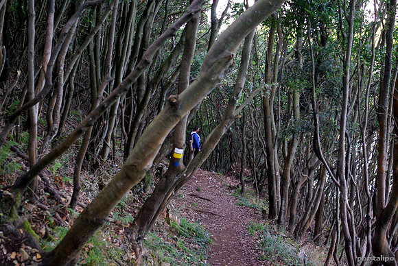 El sendero de vuelta