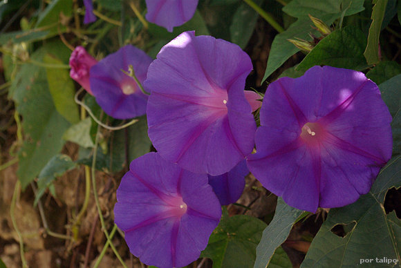 Ipomea