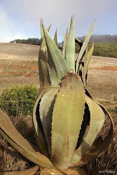 Pita contra alambres