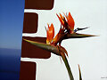 Ave del paraiso (Strelitzia reginae)