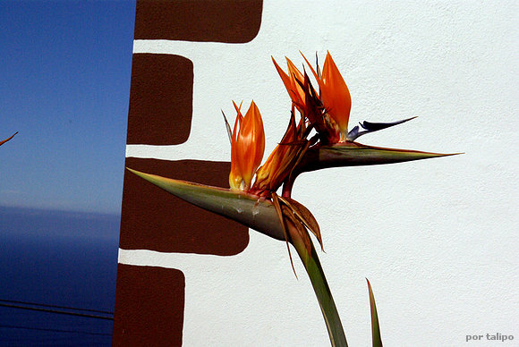 Ave del paraiso (Strelitzia reginae)