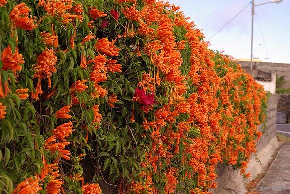 En naranja y algo de morado