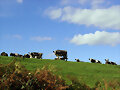 Vacucas en los Altos de Llanalapuerta