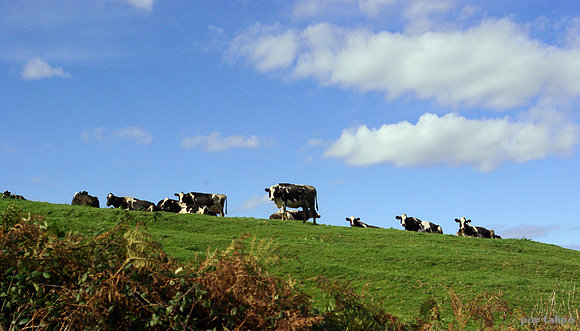 Vacucas en los Altos de Llanalapuerta