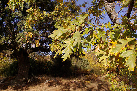 El Otoño en Navalsauz