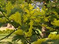 La mimosa de Blanca