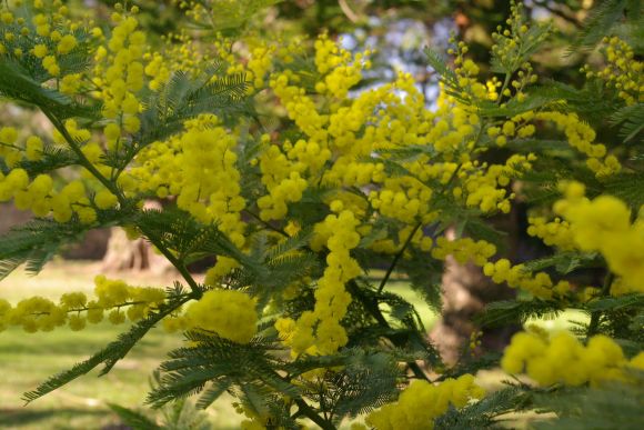 La mimosa de Blanca